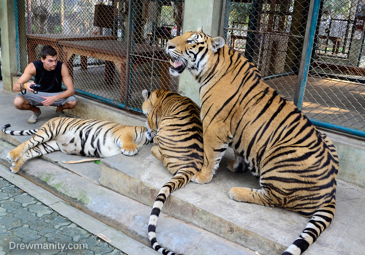 drewmanity.com-thailand--tigers-big