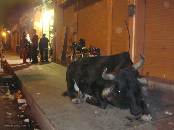 drewmanity-jaipur-rajasthan-bull-on-sidewalk