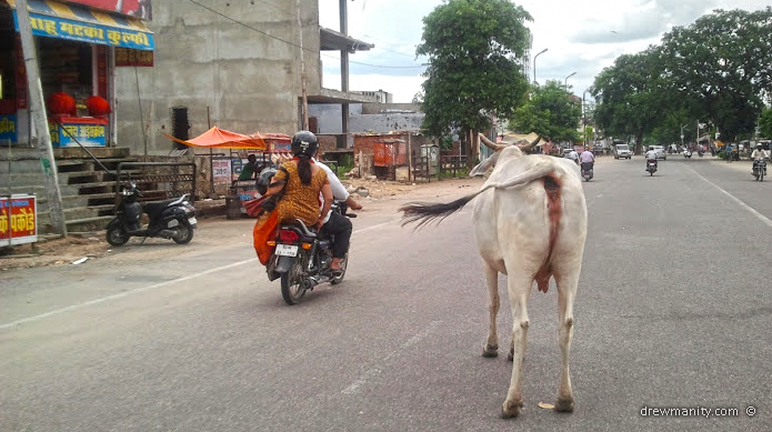 drewmanity-jaipur-rajasthan-cow-in-street