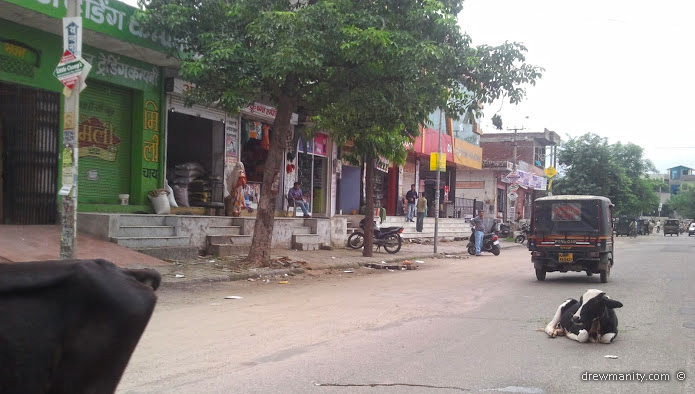 drewmanity-jaipur-rajasthan-cows-in-street