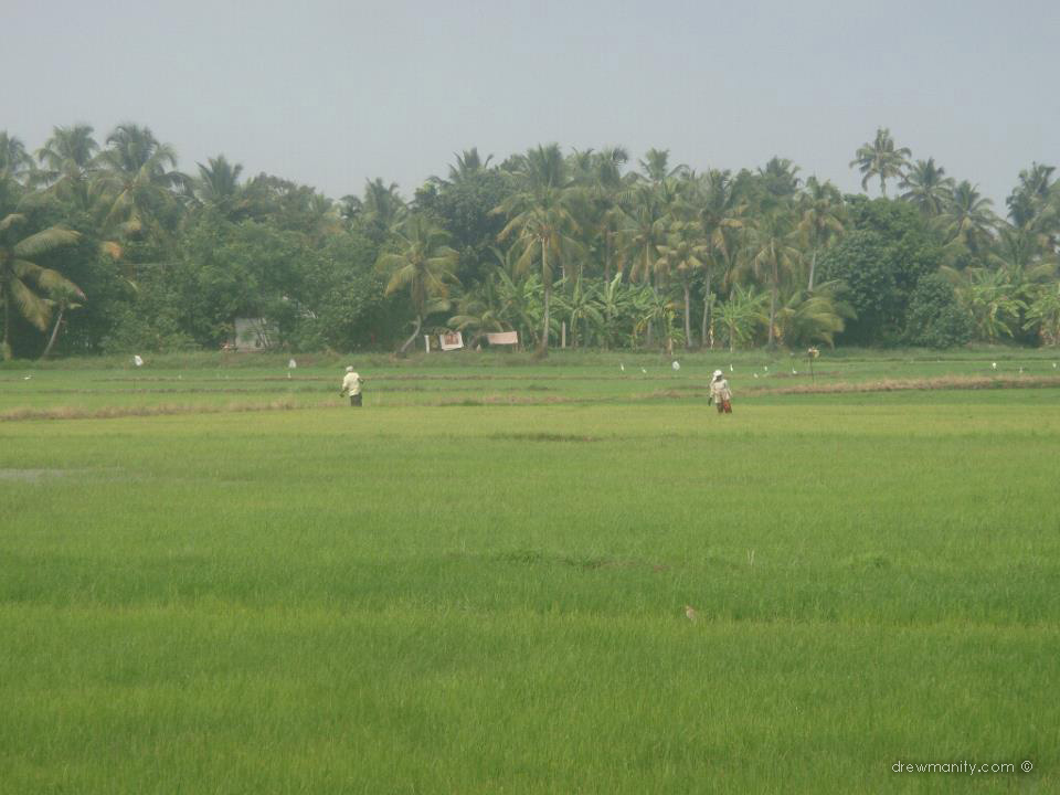 drewmanity.com-india-kerala-backwaters-rice-fields